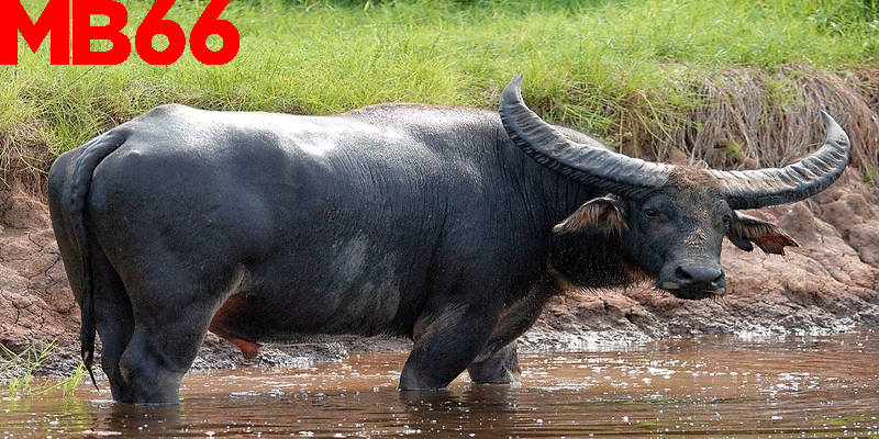 Giấc mơ về trâu màu đen có thể tượng trưng cho sự bí ẩn và quyền lực
