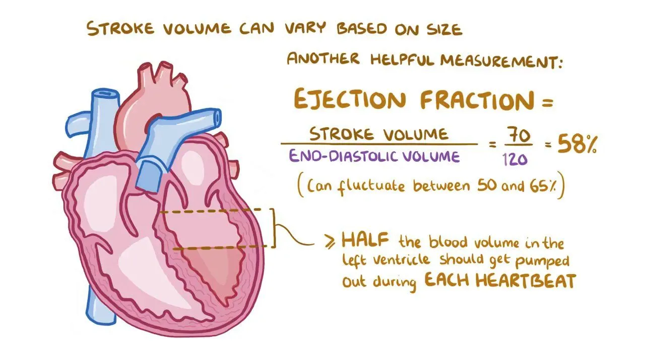 stroke volume equation